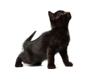A little black kitten sitting on its hind legs. Kitty looks to the side and up