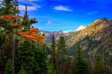 Larch tree in autumn looking into mountain valley