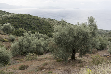 Olivenbäume - Olivenölproduktion in Griechenland