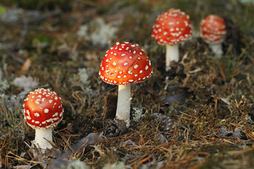 Red fly agaric mushroom, Amanita muscaria, poisonous and hallusinogic mushroom.