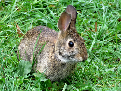  Thornhill the eastern cottontail rabbit September 2017