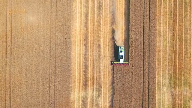 Aerial drone shot of a modern combine harvester working day in a big wheat field. Harvesting. From top to bottom.