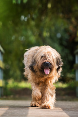 Briard läuft über einen Steg