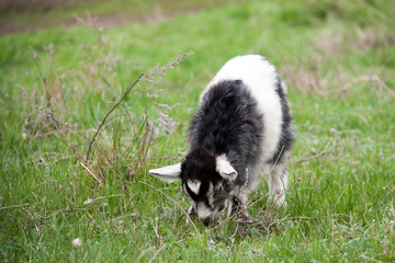 One little kid goat is grazing on the grass