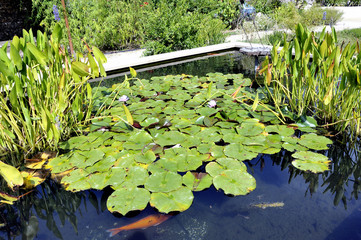 water lilies in a basin of the Anduze bamboo plantation