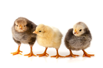 three little chicken isolated on white background
