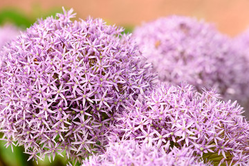 Riesenzierlauch - Allium Giganteum