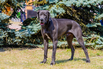 Great Dane stands. The Blue color  Great Dane stands on the grass in park.