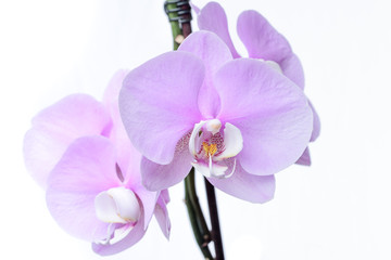 Pinke Phalaenopsis Orchidee isoliert vor weißem Hintergrund mit Textfreiraum