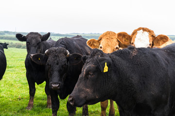 Herd of cows