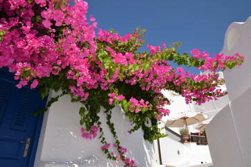 BOUGAINVILLIERS THIRA SANTORIN CYCLADES GRECE