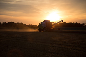 Fototapeta premium Weizenernte abends im Sonnenuntergang 2