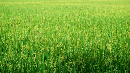 Green rice field landscape background