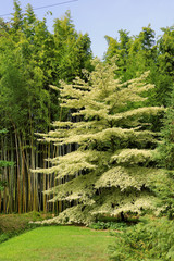 tree Cornus controversa in the park of the bamboo plantation of Anduze - 174884419