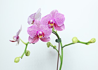Fototapeta premium orchid