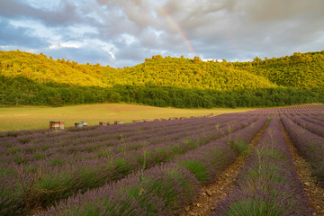 Champ de lavande après la pluie. Arc en ciel. Les rucher au bord de champ.