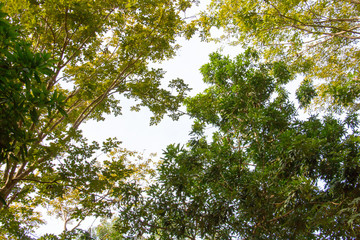 green leaf of tree top and blue sky