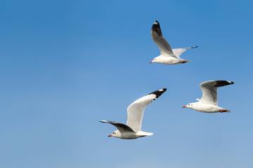 Brown-headed gull or Chroicocephalus brunnicephalus,group of beautiful bird flying in winter plumage with blue sky background, Thailand.