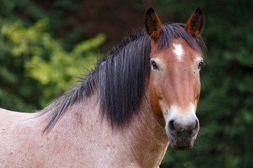 Obraz premium Muli spielt mit Araber