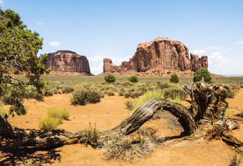 Monument Valley, old trees - Arizona, AZ, USA