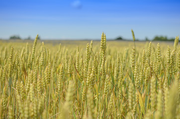 Fototapeta premium Rue field.