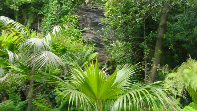 Green plants and rock. Nature in summer. Tropical climate zone.