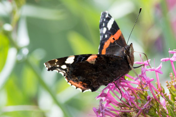 Red Admiral Butterfly