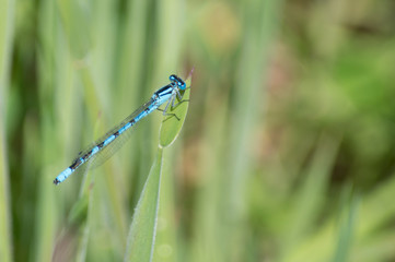Blue Damselfly