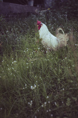 Mighty Rooster of Norway