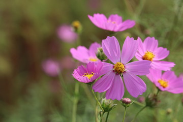 コスモス