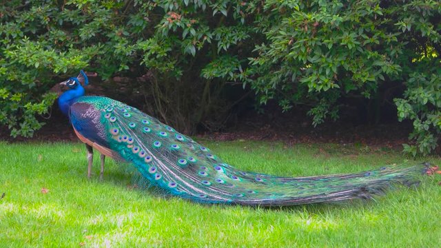 Peafowl on green grass. Bird with colorful feather.