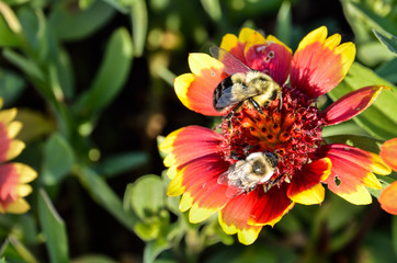 Two bumblebees on multicolored Indian Goblin Blanket Flowers