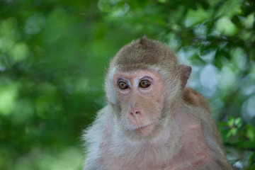 Obraz premium 可愛いサル