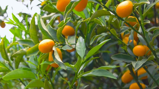 Tangerine tree close up. Ripe citrus fruits on branches. Vitamin C foods.