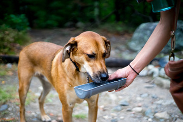 Dog drinking from travel water bottle bowl attachment
