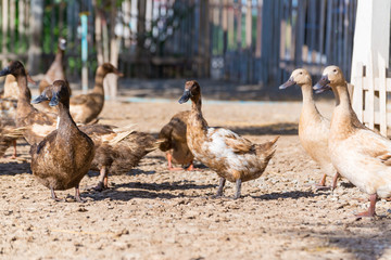 Ducks in farm, traditional farming in Thailand