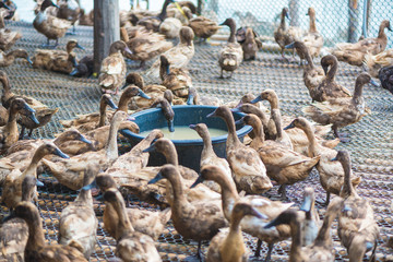 Duck eating food in farm, traditional farming.
