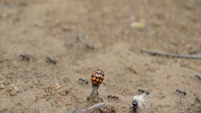 Safari ants passing under a ladybird beetle on a branch