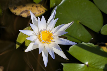 ドーベン（睡蓮）の花