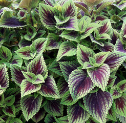 Sun tolerant Coleus in an outdoor flower bed.