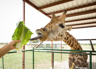 Closeup hand feeding brown Giraffe  with green leaves in the zoo.