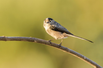 Aegithalos caudatus

