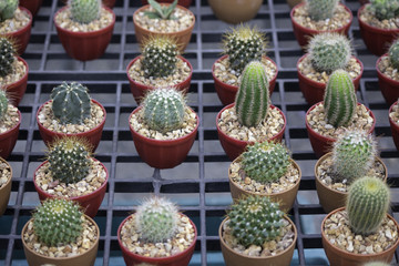 cactus plants on a tray