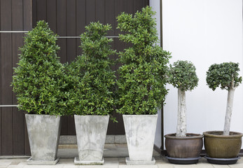 small trees on a pot lined up
