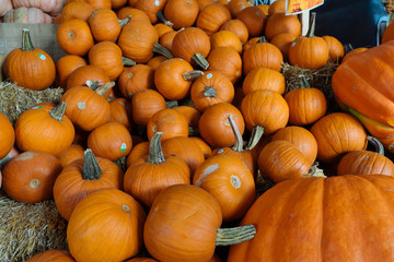 Fresh pumpkins at the autumn fair in Dallas
