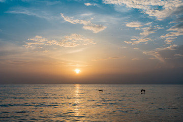 pelicans flying over flat ocean waters on a beautiful morning at the beach