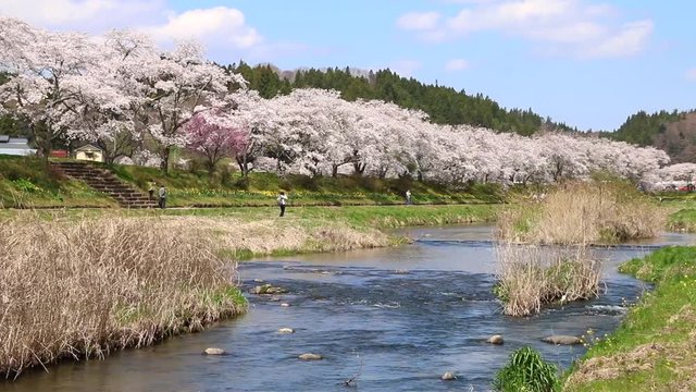 夏井川の千本桜（福島県・小野町）動画