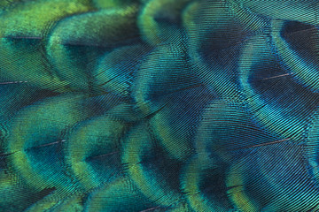 Abstract background made of peacock feathers