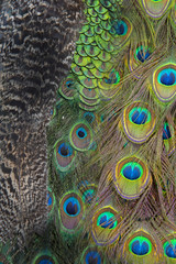 Abstract background made of peacock feathers