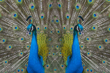 Obraz premium Abstract background made of peacock feathers